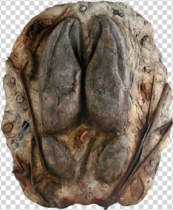 Home / Gifts & Souvenirs / Moose Track - Bronze Sculpture