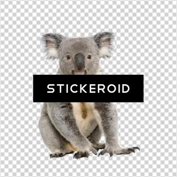 Koala