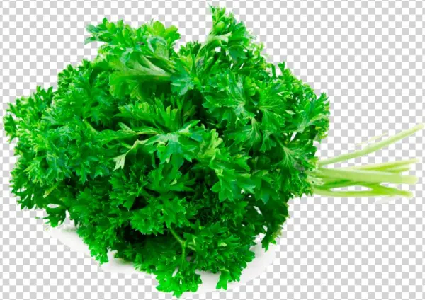 Perejil Triple Curled - Green