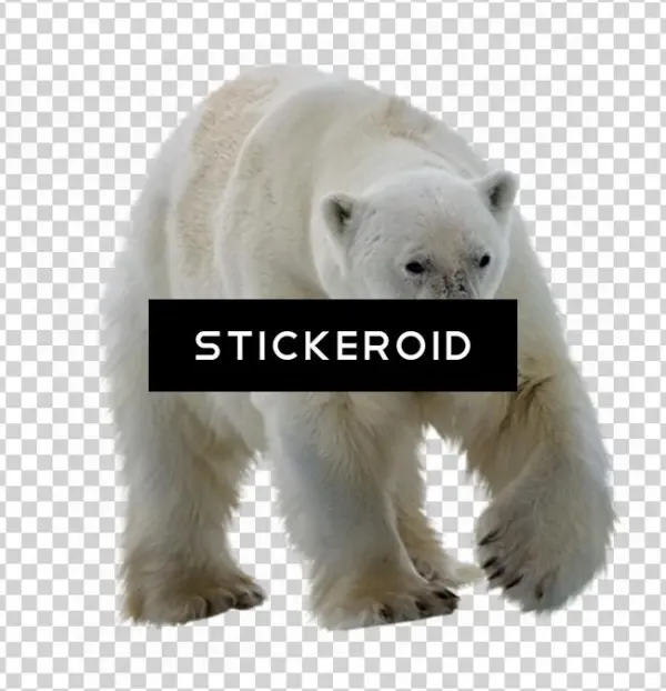 Polar White Bear - Polar Bear