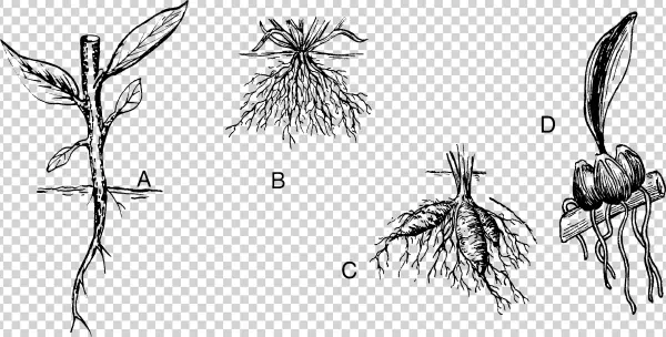 Root - Drawing