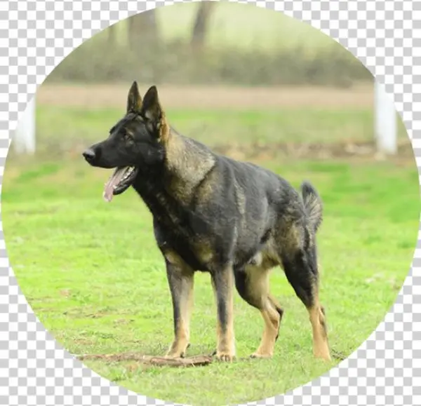 Social Relations100% - Dog