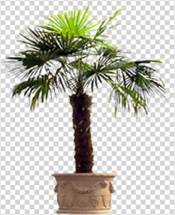 Vnvn Web Design Product - 植物 贴 图