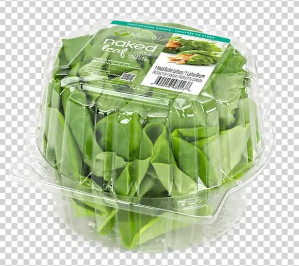 Butter Clam 1ct New - Eggplant