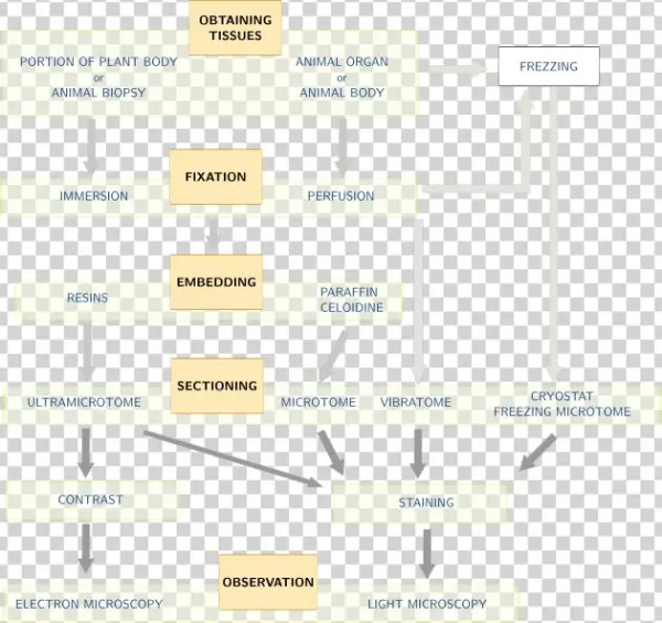 Histological Processing - Histology