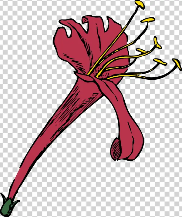 Honeysuckle Png