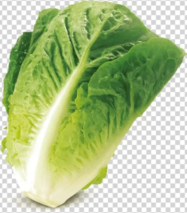 Mini Romana, Green Von Elo