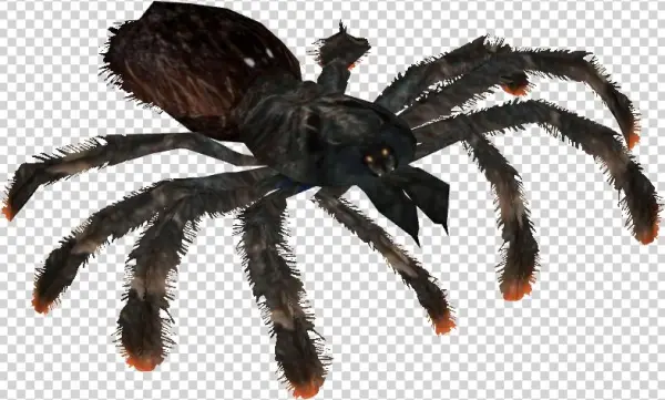 Pinktoe Tarantula - Typhochlaena