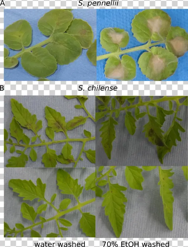 Surface Sterilisation - Slippery Elm