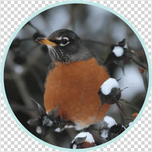 Winter - Robin