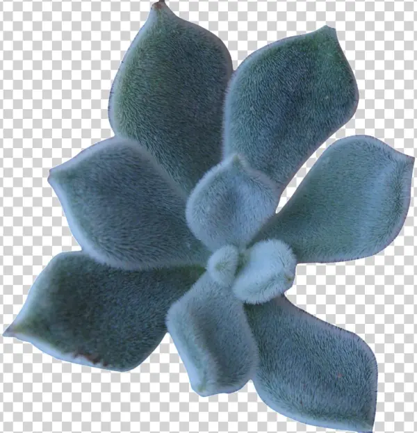 A Succulent Plant Transparent