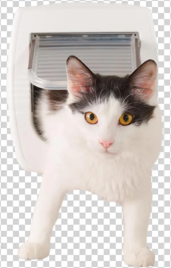 Cat For Window Expert