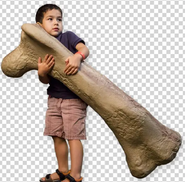 Discover The Amazing World Of Dinosaurs In This Exhibition