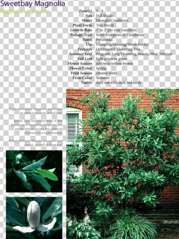 Excerpt From Plant Guide Developed For Project - Colorado Spruce