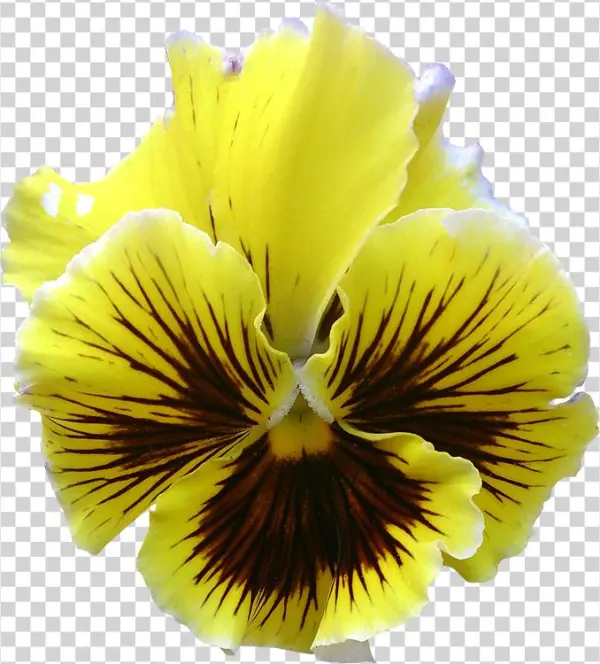 Fleur5 Pensee Photog - Pansy