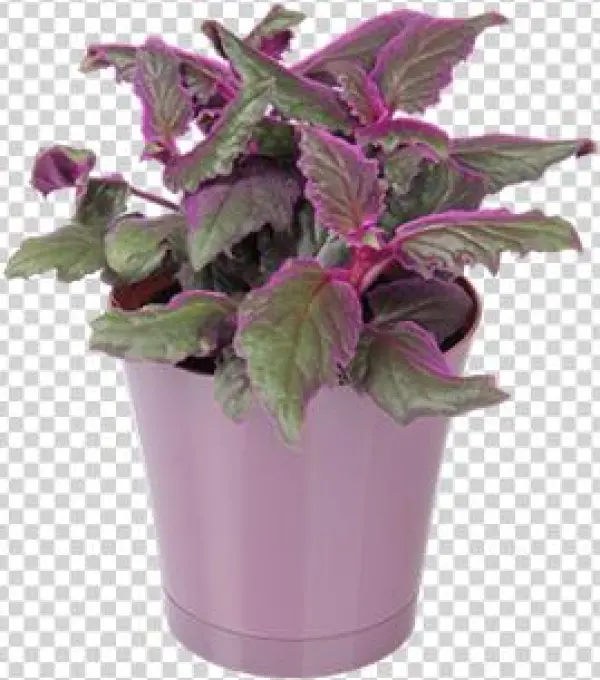 Houseplant - Flowerpot