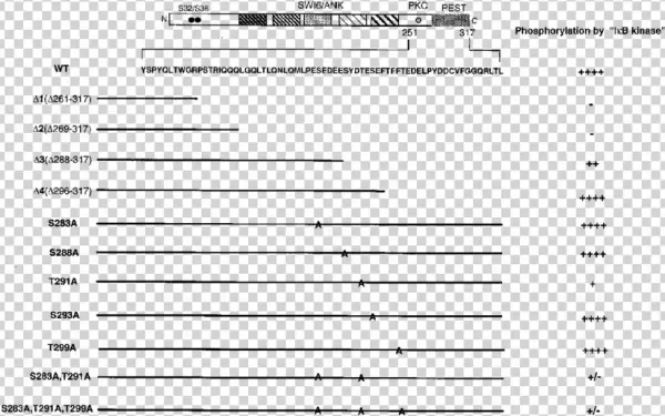 Phosphorylation Of Ib Mutants - Document