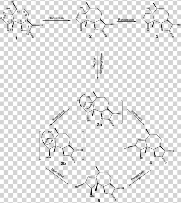 Scheme Possible Metabolic Pathway Of Parthenin By Beauveria - Beauveria Bassiana