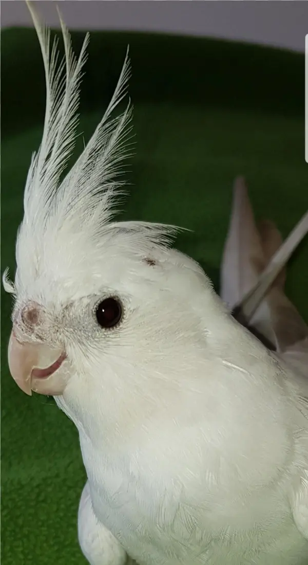 Sightings - Cockatiel