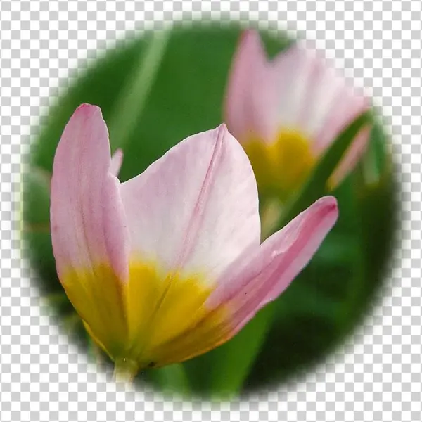 Star Of Bethlehem - Tulip