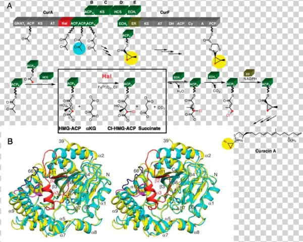 Structure And Function Of Cur Hal