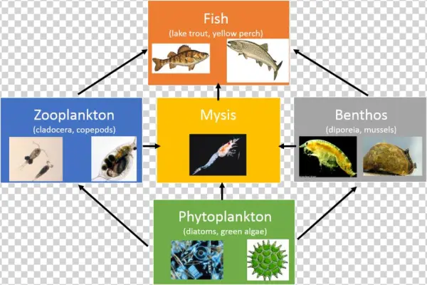 Great Lakes Lower Food Web