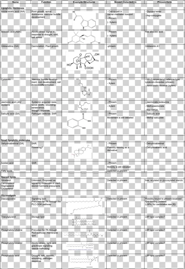 Plant Phloem Table - Physician