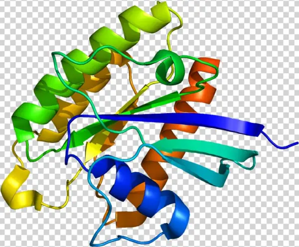 Tuberin Hamartin Complex
