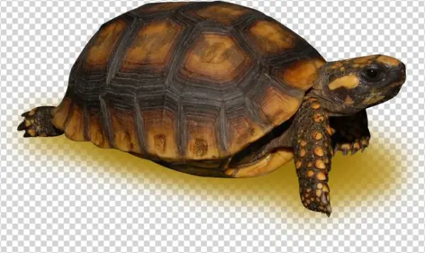 Amazon Basin Yellow Footed Tortoise