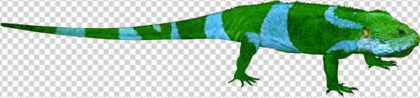 Fiji Banded Iguana M4