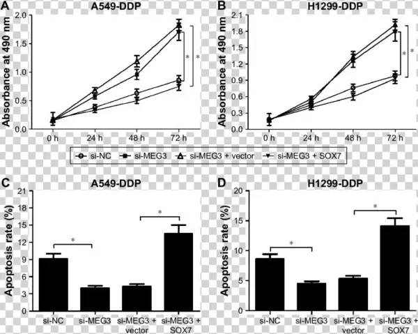 Meg3 Knockdown Increased Ddp Resistance Of Ddp Resistant