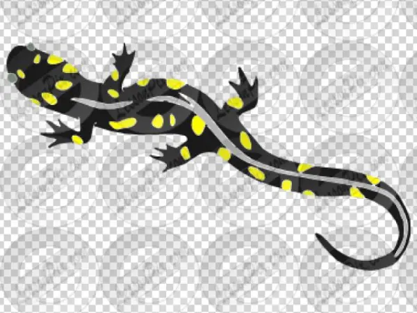 Amphibian Clipart Salamander