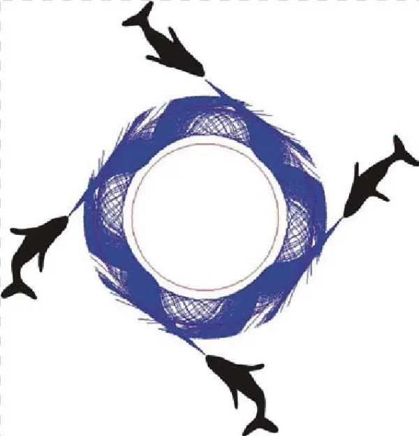 Four Whales Insonify An Annular Bubble Net Having The