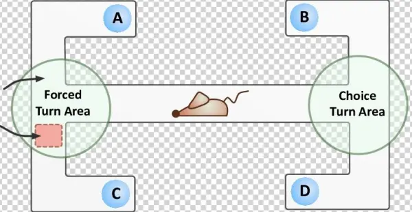 T Maze Design Each Arm Of The Maze Has Been Labelled