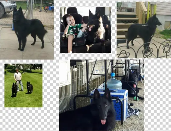 Attra Dea's Father Time