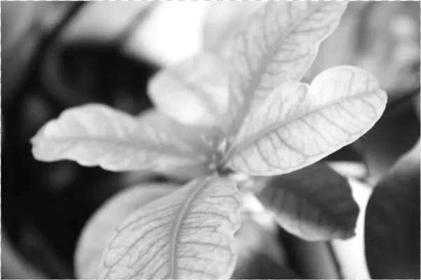 Predominan Los Tonos Claros Sin Llegar A Sobre Exponer,