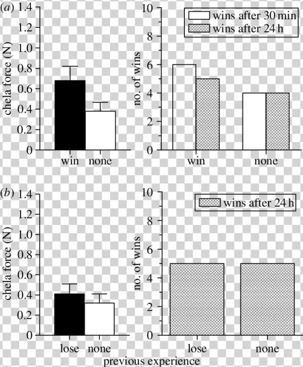 Winning A Previous Fight Did Not Lead To Increased