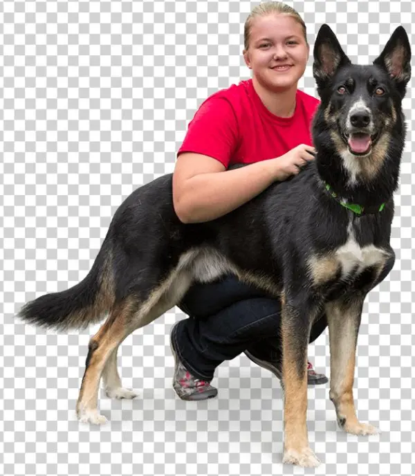 Always Puttingsafety First - East-european Shepherd