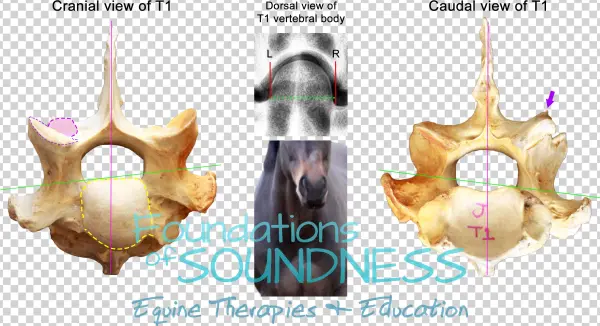 But The Most Interesting Revelation About The Dvl's - Medical Imaging