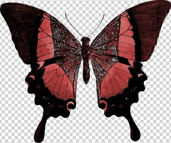 Red Butterfly Colorful Pretty - Your Time As A Caterpillar Has Expired Your Wings Are