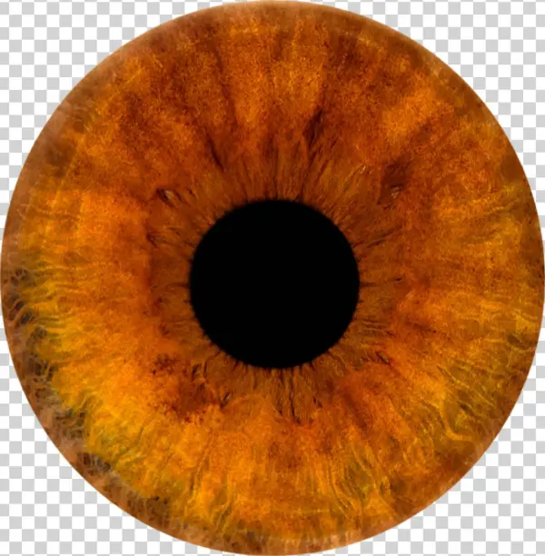 Brown Sticker - Circle