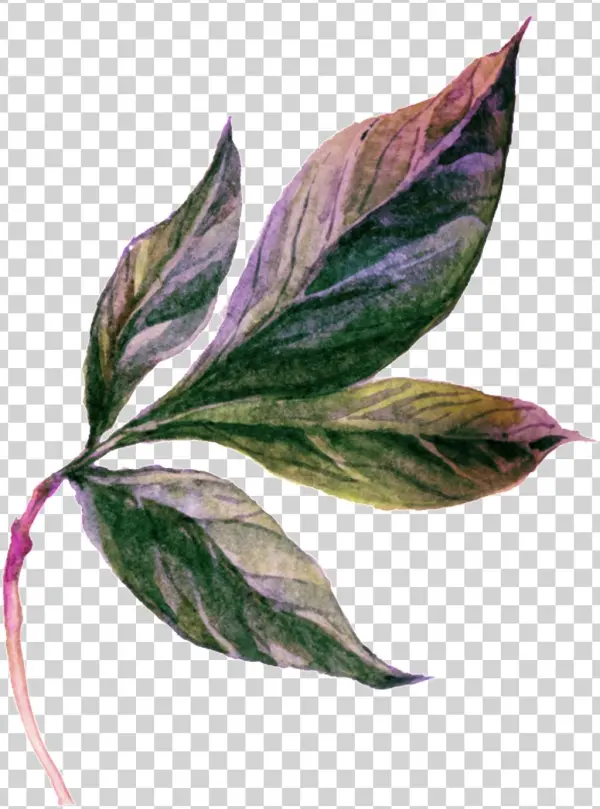 Cartoon Leaf Vector - Lobelia