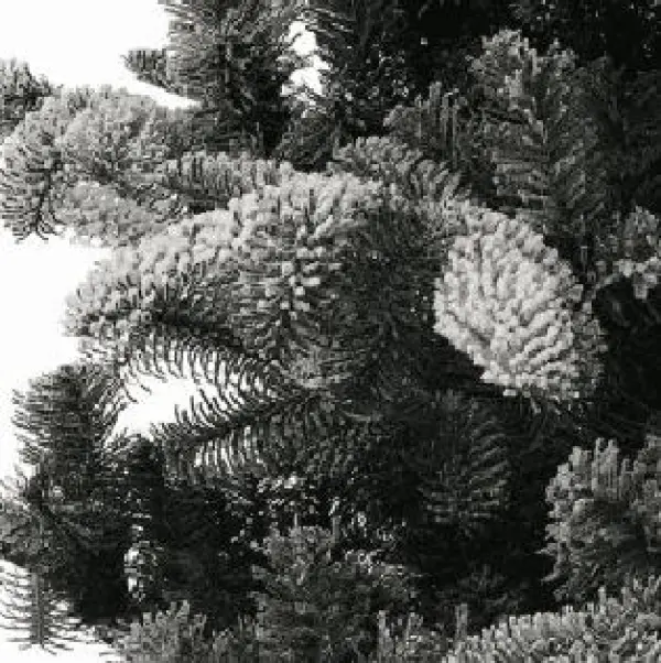 Lodgepole Pine