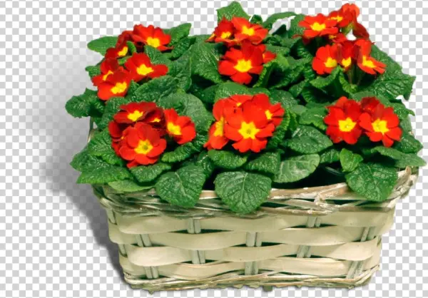 Related Image Water Plants, Cut Outs, Aquatic Plants, - Primrose