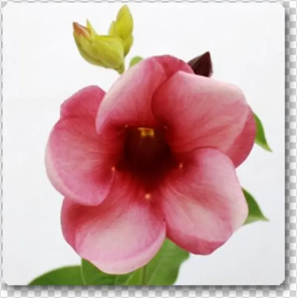 Allamanda Tiger - Mandevilla