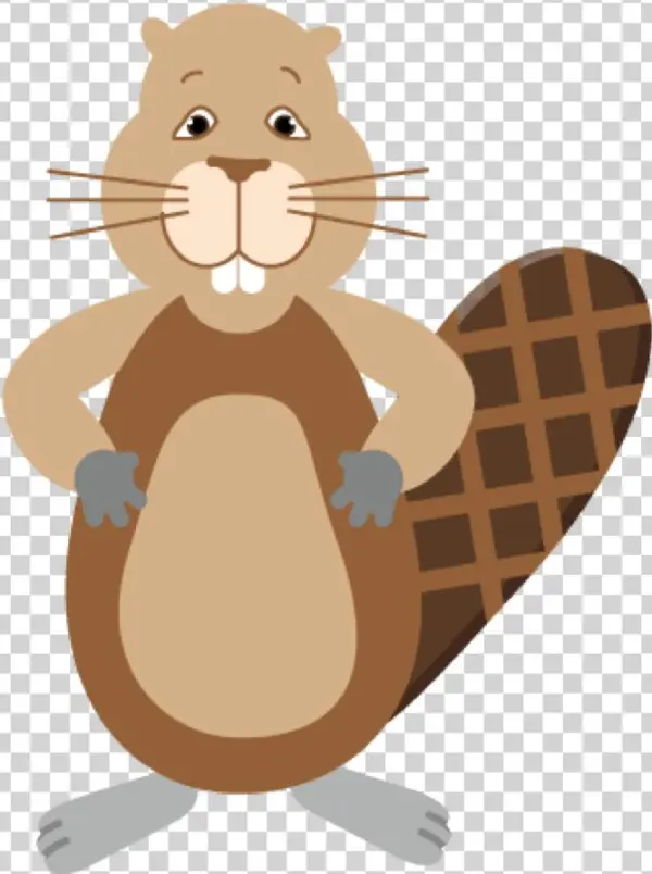 Beaver Straight - Cartoon