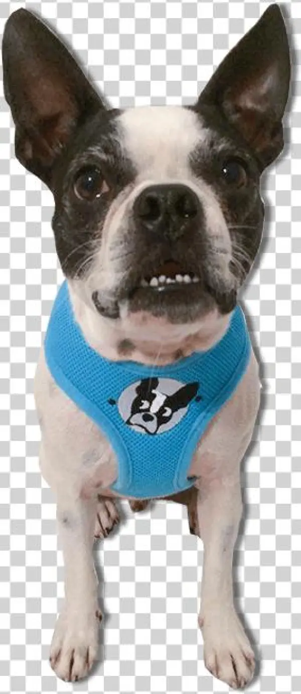 Blue Light - Dog Catches Something