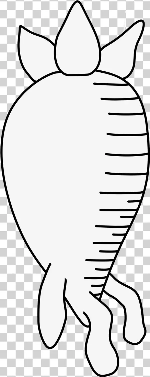 Carrot - Illustration