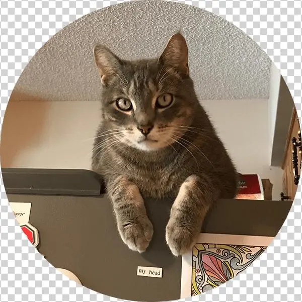 Jax - Domestic Short-haired Cat