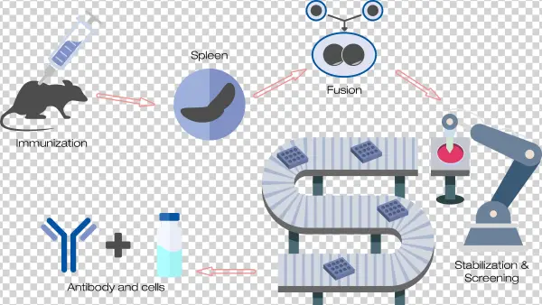 Monoclonal Diagram - Diagram